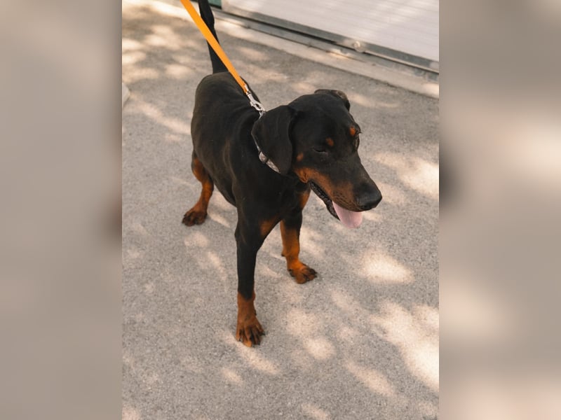 Dobermann Roko