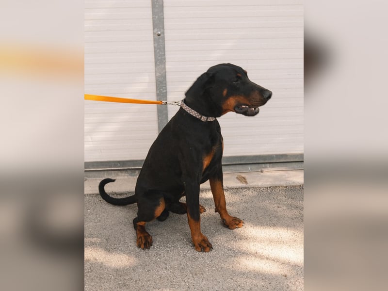 Dobermann Roko