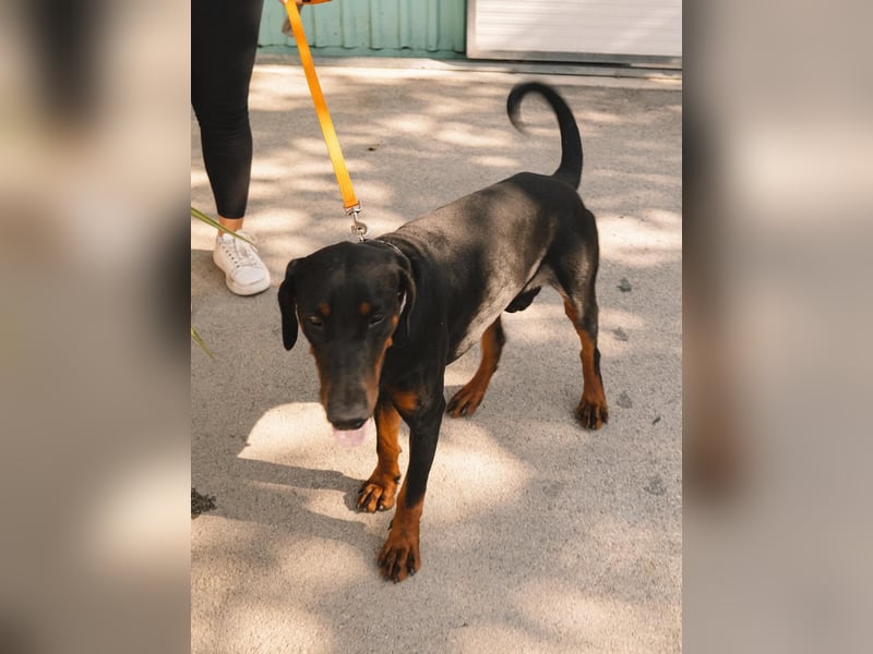Dobermann Roko