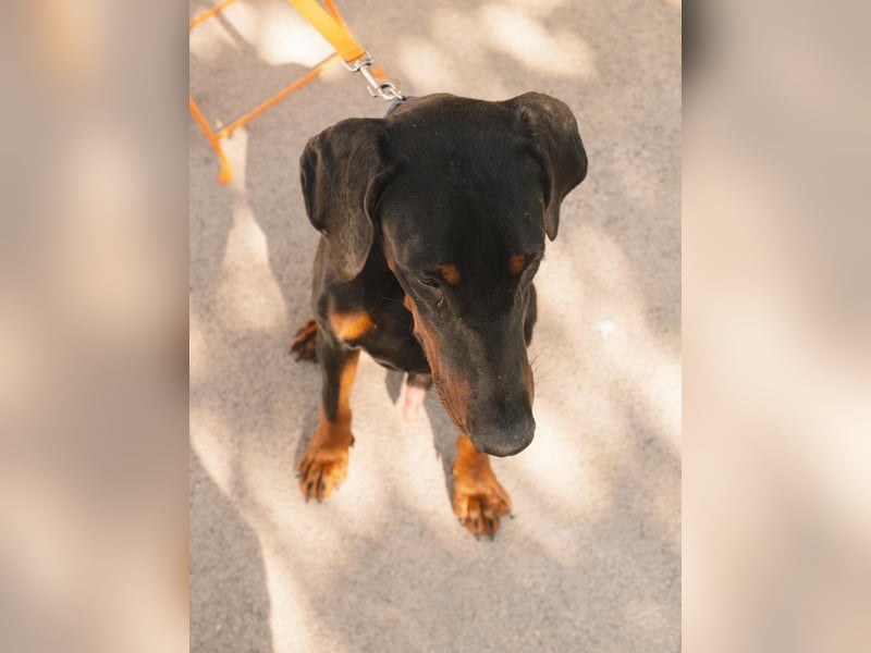 Dobermann Roko