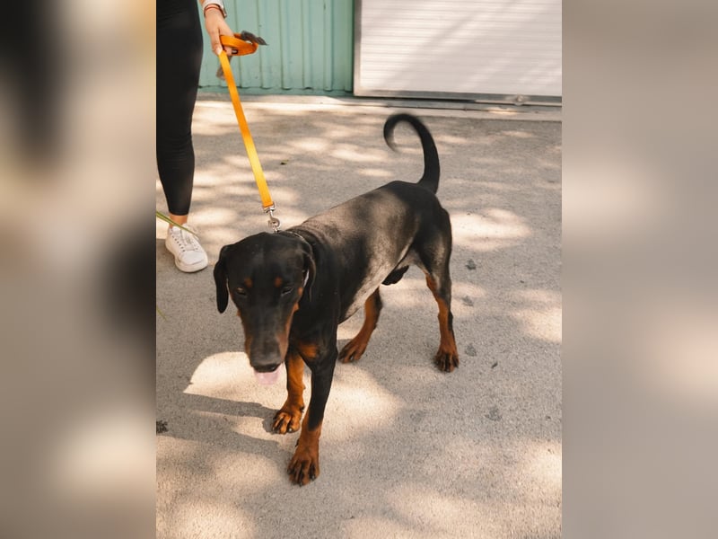 Dobermann Roko