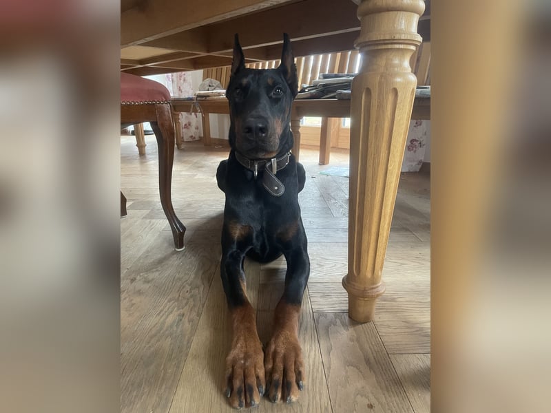 Jerry-Junger Dobermann Rüde