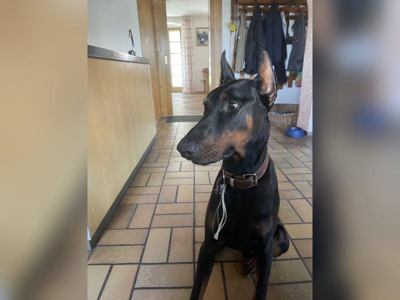 Jerry-Junger Dobermann Rüde