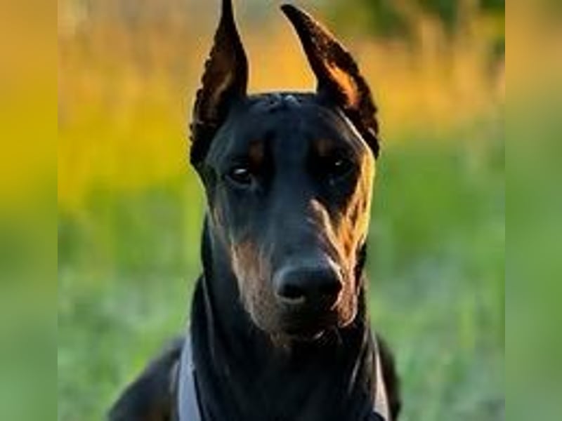 Jerry-Junger Dobermann Rüde