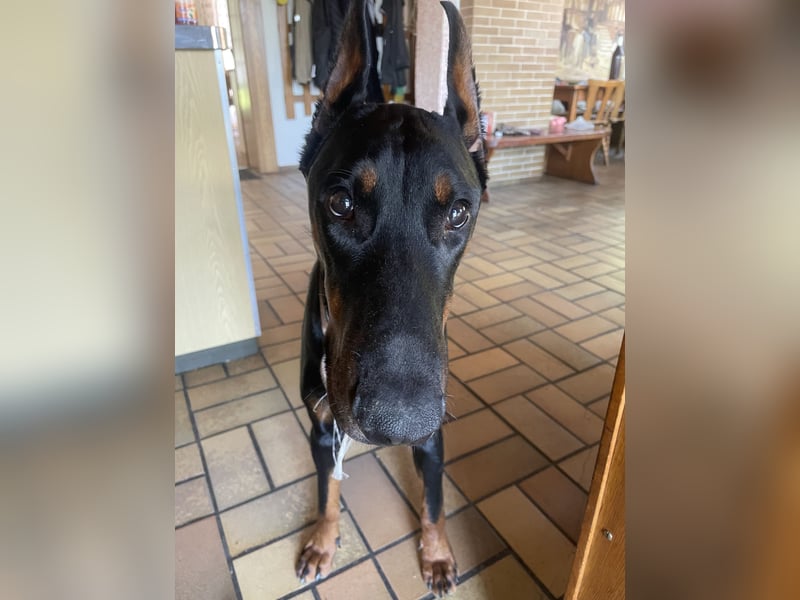 Jerry-Junger Dobermann Rüde