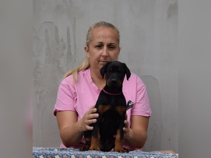 FCI Dobermann Welpe aus Championlinie – Nebula Nero di Angelo