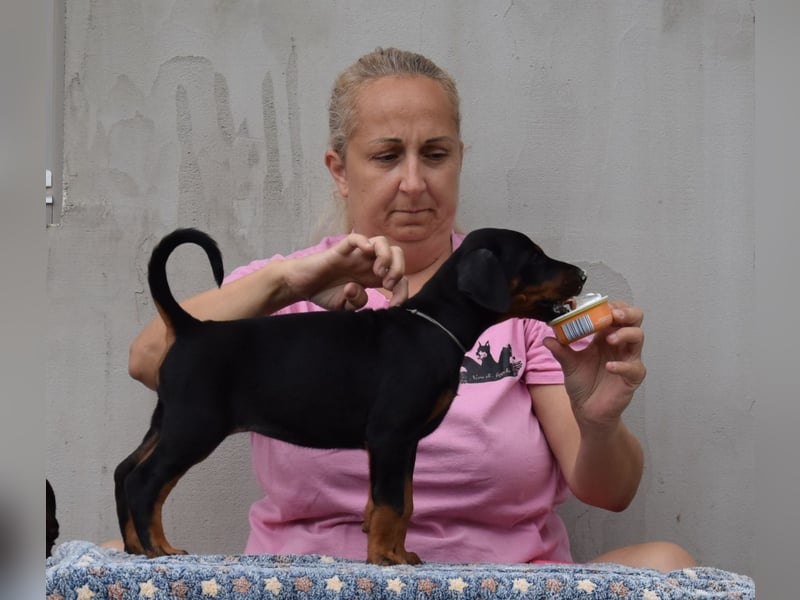 FCI Dobermann Welpe aus Championlinie – Nebula Nero di Angelo