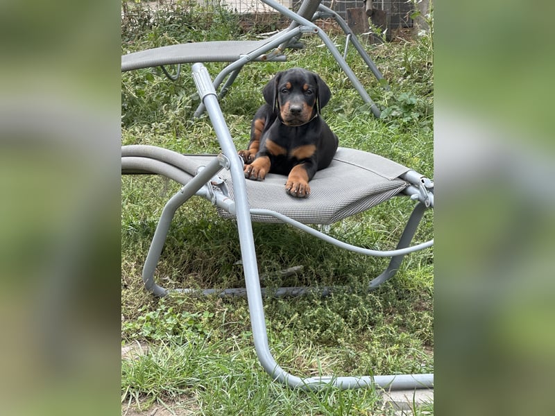 FCI Dobermann Welpe aus Championlinie – Nebula Nero di Angelo