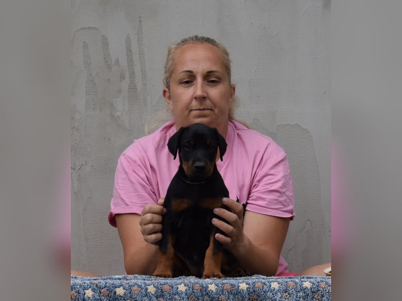 FCI Dobermann Welpe aus Championlinie – Nebula Nero di Angelo