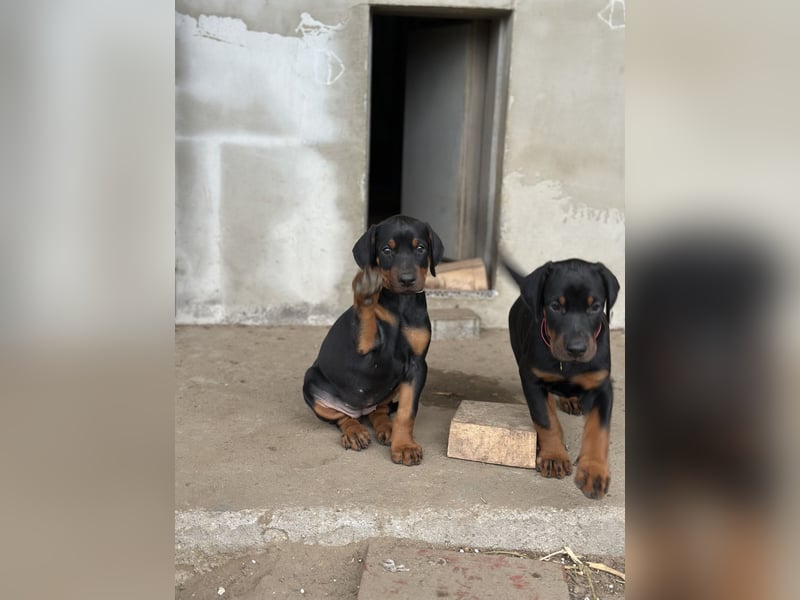 FCI Dobermann Welpe aus Championlinie – Nebula Nero di Angelo