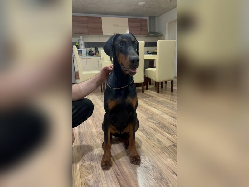 Weiblicher Dobermann-Welpe Amanda Obrenovac House aus der Obrenovac House Zucht, Serbien