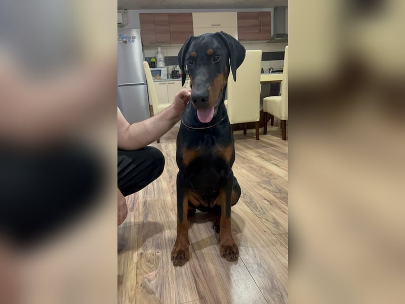 Weiblicher Dobermann-Welpe Amanda Obrenovac House aus der Obrenovac House Zucht, Serbien