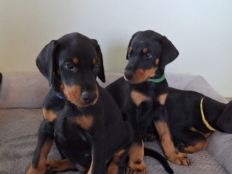 Dobermann Welpen aus kontrollierter VDH Zucht
