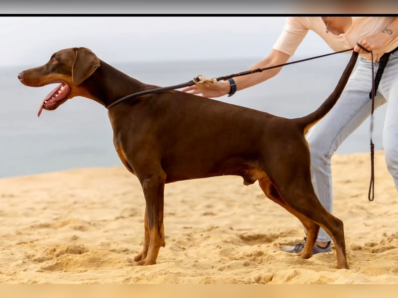 Dobermann Welpen aus kontrollierter VDH Zucht