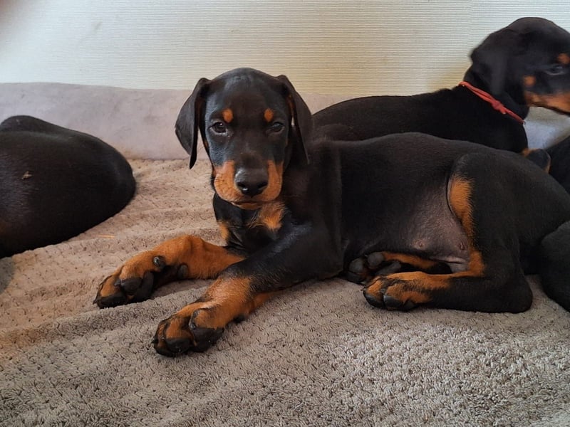 Dobermann Welpen aus kontrollierter VDH Zucht