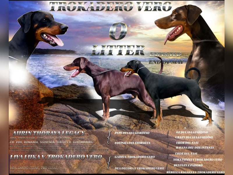 Dobermann Welpen aus kontrollierter VDH Zucht