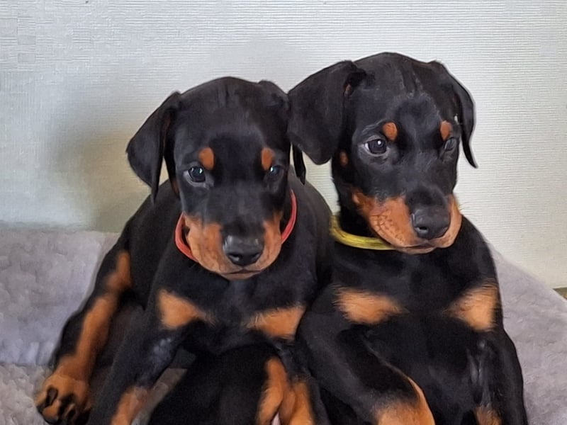 Dobermann Welpen aus kontrollierter VDH Zucht