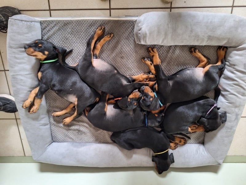 Dobermann Welpen aus kontrollierter VDH Zucht