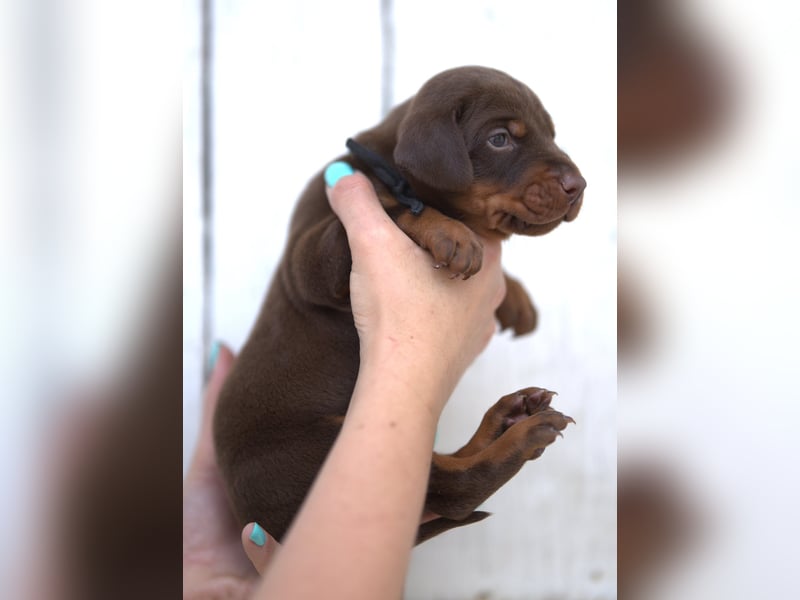 Dobermann Welpen aus Leistung und Schönheit - FCI