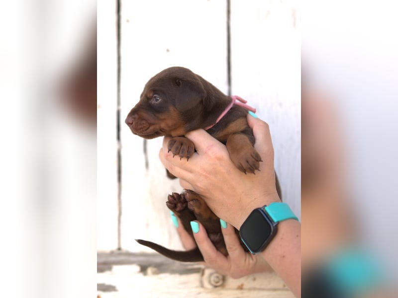 Dobermann Welpen aus Leistung und Schönheit - FCI