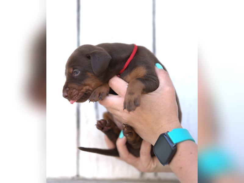 Dobermann Welpen aus Leistung und Schönheit - FCI