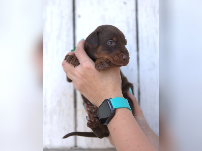 Dobermann Welpen aus Leistung und Schönheit - FCI