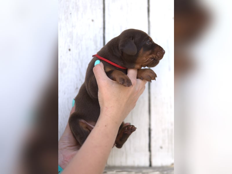Dobermann Welpen aus Leistung und Schönheit - FCI