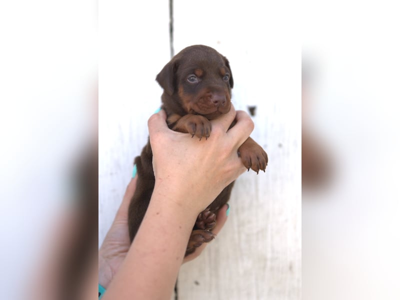 Dobermann Welpen aus Leistung und Schönheit - FCI