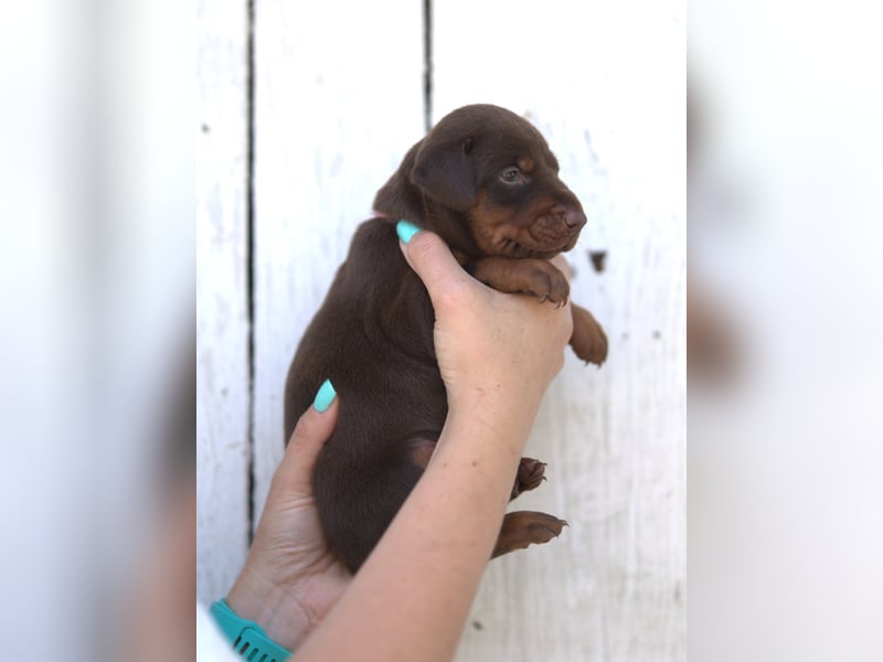 Dobermann Welpen aus Leistung und Schönheit - FCI