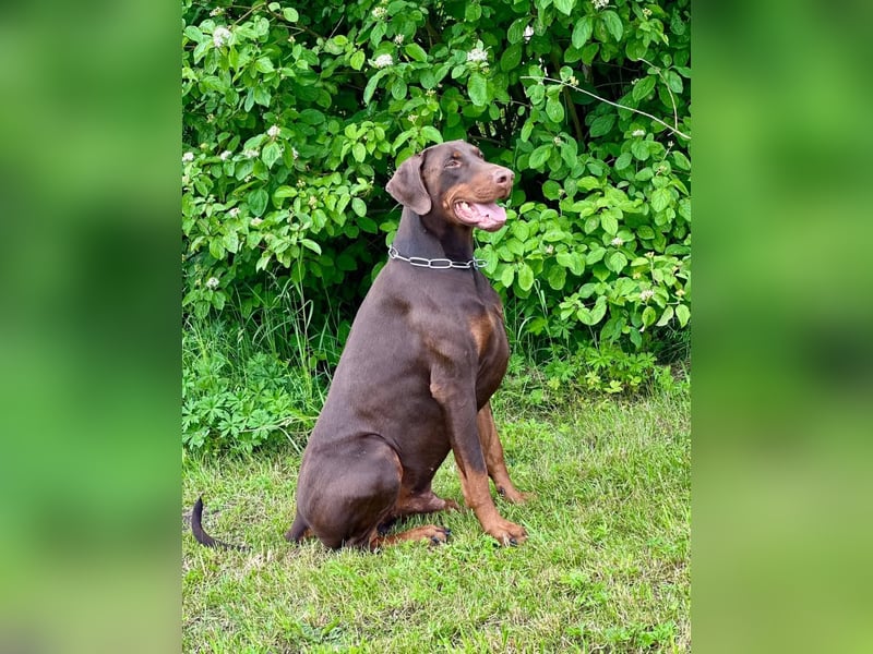 Dobermann Welpen aus Leistung und Schönheit - FCI