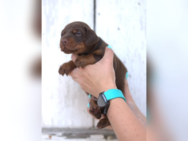 Dobermann Welpen aus Leistung und Schönheit - FCI