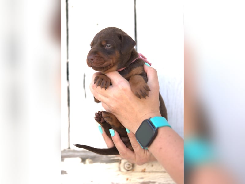 Dobermann Welpen aus Leistung und Schönheit - FCI