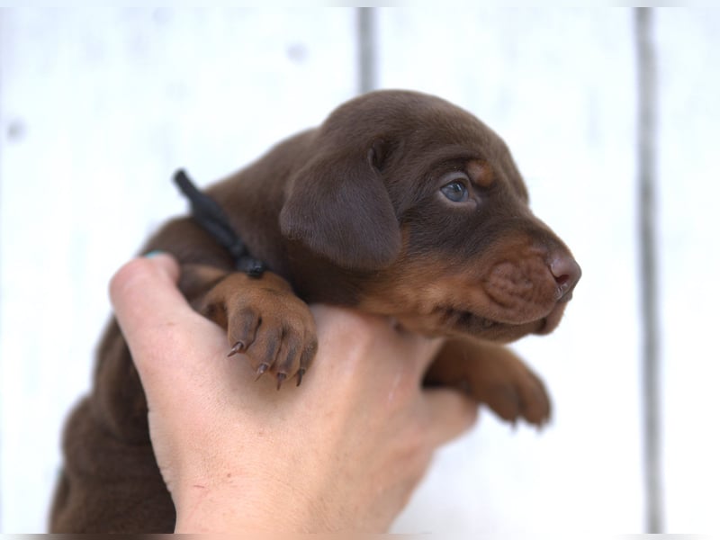 Dobermann Welpen aus Leistung und Schönheit - FCI