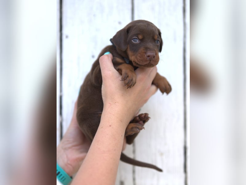 Dobermann Welpen aus Leistung und Schönheit - FCI