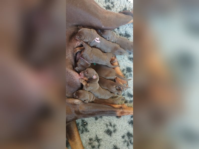 Dobermann Welpen aus Leistung und Schönheit - FCI