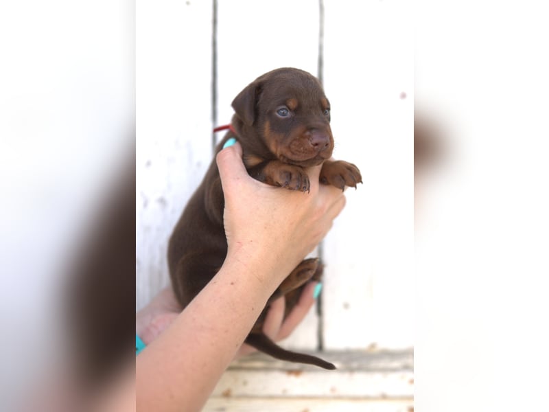 Dobermann Welpen aus Leistung und Schönheit - FCI