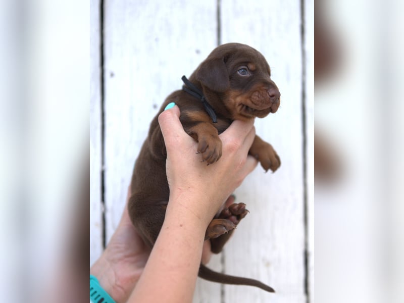 Dobermann Welpen aus Leistung und Schönheit - FCI