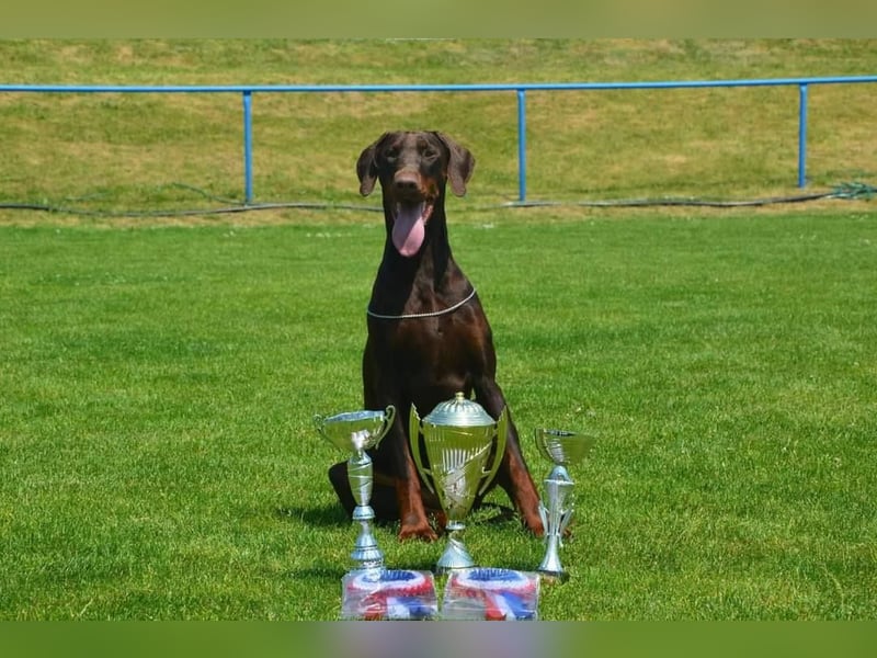 Dobermann Welpen aus Leistung und Schönheit - FCI