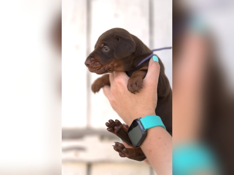 Dobermann Welpen aus Leistung und Schönheit - FCI