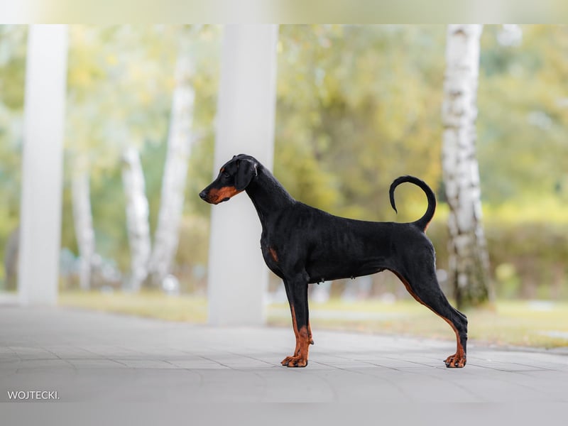 Amerikanische Linie Dobermann Welpen