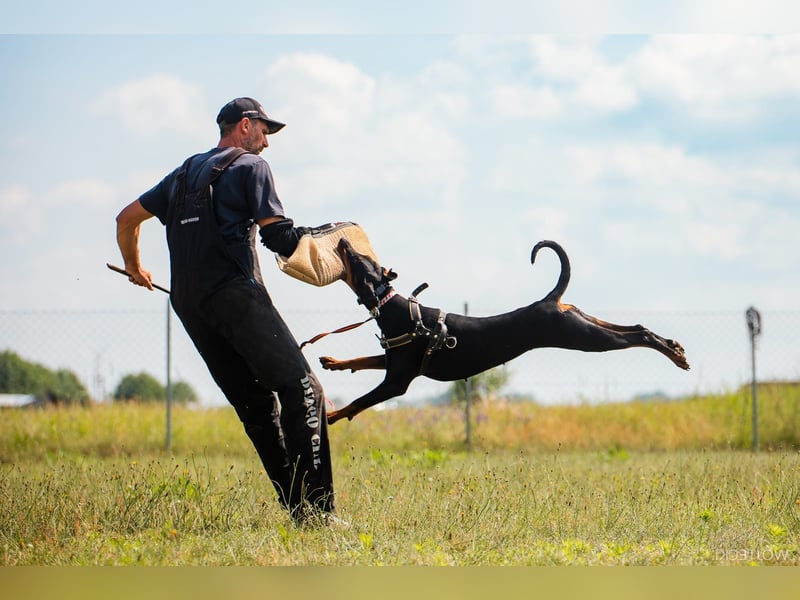 Amerikanische Linie Dobermann Welpen
