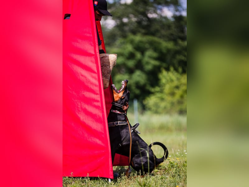 Amerikanische Linie Dobermann Welpen