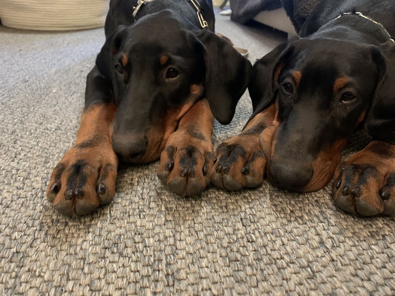 Toffi super toller Rüde mit riesigem Herz für genauso tolle Menschen