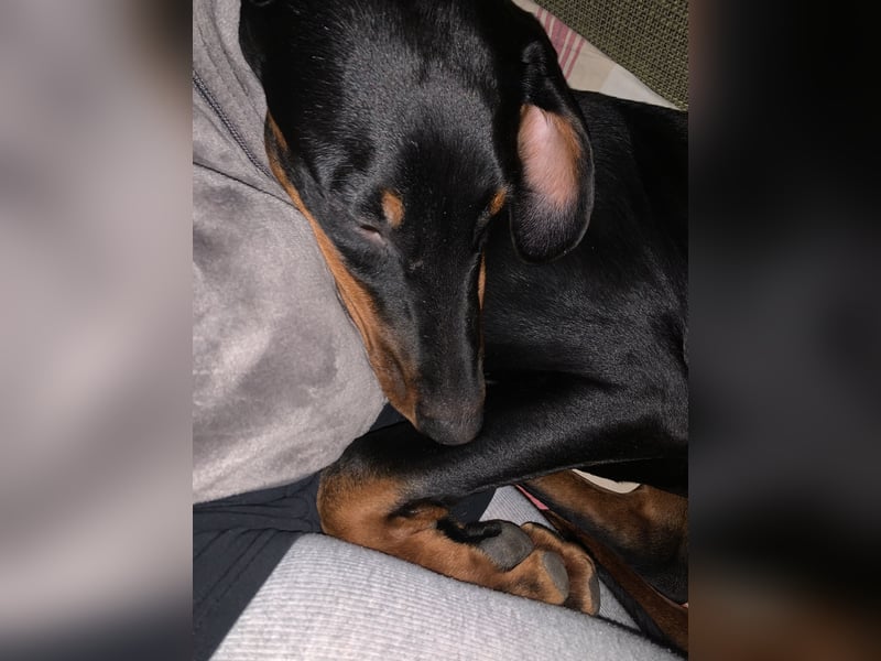 Belle Schmuse-Hündin für Familie oder sportlich aktive