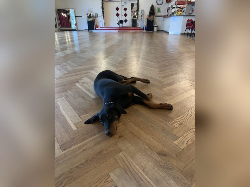 Toffi super toller Rüde mit riesigem Herz für genauso tolle Menschen