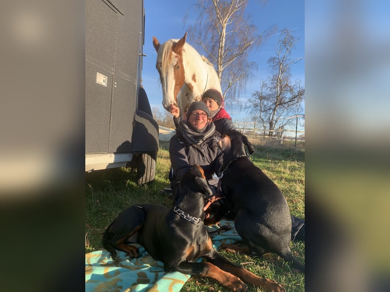 Toffi super toller Rüde mit riesigem Herz für genauso tolle Menschen