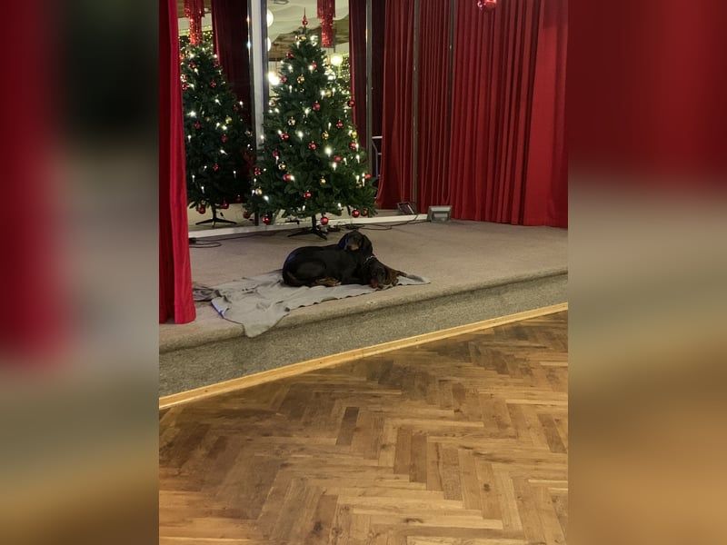 Toffi super toller Rüde mit riesigem Herz für genauso tolle Menschen