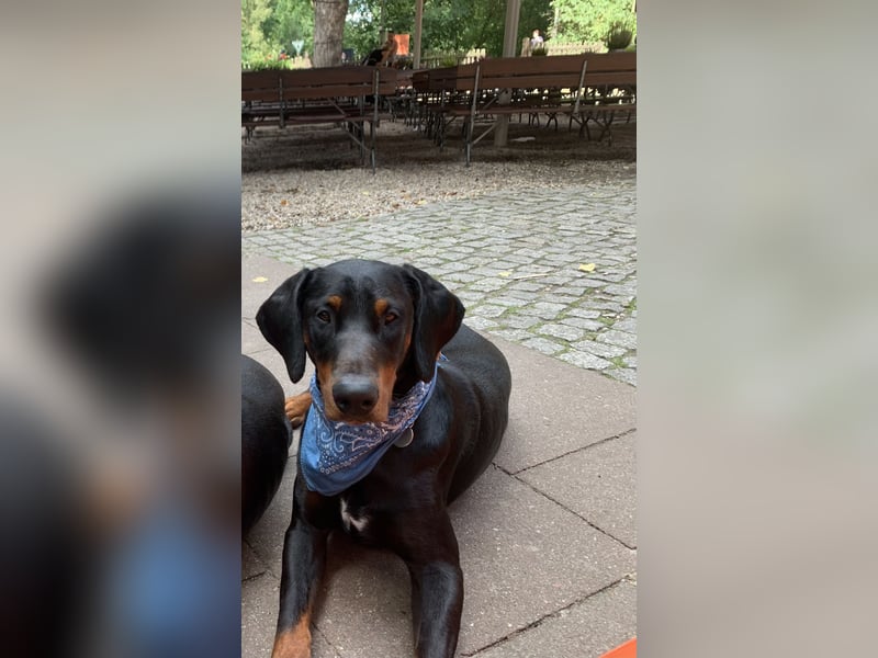 Toffi Kuschel-Bärchen sucht Familie oder sportlich aktives Zuhause