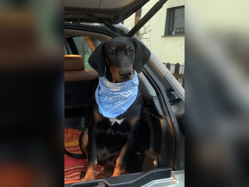 Toffi Kuschel-Bärchen sucht Familie oder sportlich aktives Zuhause