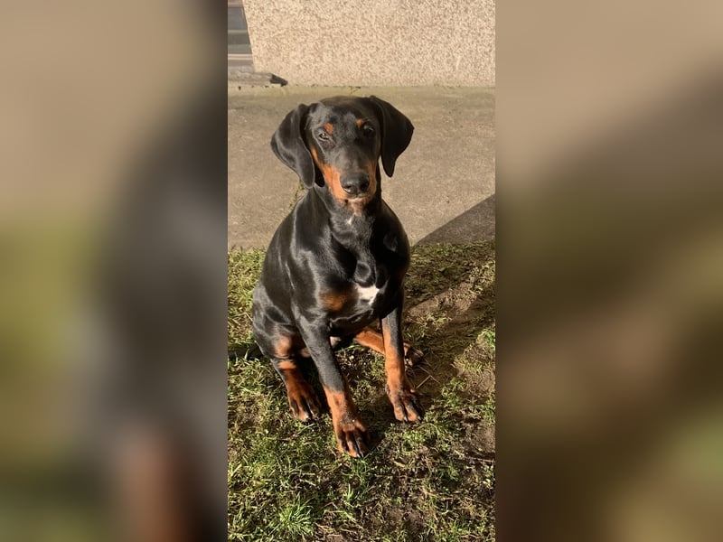 Toffi Kuschel-Bärchen sucht Familie oder sportlich aktives Zuhause